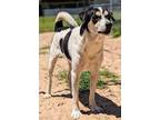 Adopt Thomas a Pointer / Jack Russell Terrier / Mixed dog in Ocala