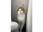 Adopt Kiwi a Brown Tabby Egyptian Mau / Mixed (short coat) cat in Conroe
