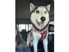 Adopt Winter a Black - with White Husky / Mixed dog in Feasterville