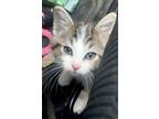 Adopt Roni a Tan or Fawn Domestic Mediumhair / Domestic Shorthair / Mixed cat in