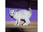 Adopt Francesca a White (Mostly) Snowshoe cat in Alvin, TX (41329174)