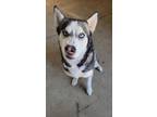 Adopt Remi a White - with Black Siberian Husky / Mixed dog in Yuba City