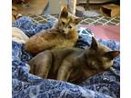 Adopt Blue & Pearl Bonded Pair a Gray or Blue Domestic Shorthair (short coat)