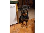 Adopt Mellow a Black - with Tan, Yellow or Fawn Rottweiler / Mixed dog in