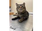 Adopt Daryl a Brown or Chocolate Domestic Shorthair / Domestic Shorthair / Mixed