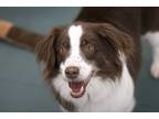 Adopt Rainy a Red/Golden/Orange/Chestnut Australian Shepherd / Mixed dog in