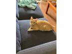 Adopt Leeloo a Tan or Fawn (Mostly) American Shorthair / Mixed (short coat) cat
