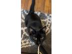 Adopt Hopper a Domestic Shorthair / Mixed (short coat) cat in Meriden