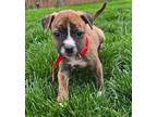 Adopt Michael a American Pit Bull Terrier / Mixed dog in Fort Wayne