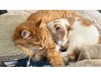 Adopt Fae a Orange or Red Tabby Domestic Longhair / Mixed (long coat) cat in
