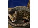 Adopt Ginger a Spotted Tabby/Leopard Spotted Bengal / Mixed (short coat) cat in