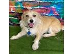 Adopt Scottie a Tan/Yellow/Fawn Terrier (Unknown Type, Medium) / Mixed dog in