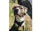 Adopt Leo a Brindle American Pit Bull Terrier / English Setter / Mixed dog in