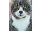 Adopt Jacuzzi a Tiger Striped Tabby / Mixed (short coat) cat in Woodbridge