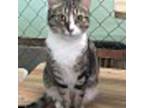 Adopt Makani a Domestic Shorthair / Mixed (short coat) cat in Fallbrook