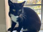 Adopt Josie a Domestic Shorthair / Mixed cat in Poughkeepsie, NY (39548798)