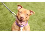 Adopt Boe a American Staffordshire Terrier / Mixed dog in Raleigh, NC (41277683)