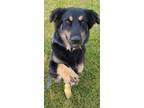 Adopt Jeramie a Australian Shepherd dog in Windsor, CO (41294652)