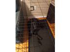 Adopt Lily a Black Labrador Retriever / German Shepherd Dog / Mixed dog in