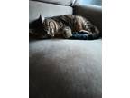 Adopt Schmeddy a Brown Tabby American Shorthair (short coat) cat in York Haven
