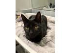 Adopt Sami (Samuel Jackson) a All Black American Shorthair / Mixed (short coat)