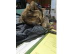 Adopt Totie a Brown Tabby British Shorthair (short coat) cat in Fork Union