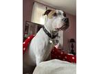 Adopt Kimchi a White - with Brown or Chocolate Staffordshire Bull Terrier /