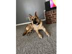 Adopt Chief a Black - with Tan, Yellow or Fawn German Shepherd Dog / Mixed dog