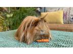 Adopt Maeve a Orange Guinea Pig (long coat) small animal in Philadelphia