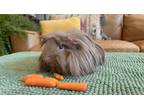 Adopt Esme a Lilac Guinea Pig (long coat) small animal in Philadelphia