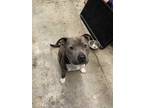 Adopt Stu a Gray/Silver/Salt & Pepper - with White Pit Bull Terrier / American
