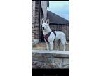 Adopt Elsa a White - with Tan, Yellow or Fawn German Shepherd Dog / Mixed dog in