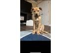Adopt Lola a Tan/Yellow/Fawn Airedale Terrier / American Pit Bull Terrier /