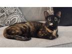 Adopt April Showers a Domestic Shorthair / Mixed (short coat) cat in El Dorado