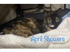 Adopt April Showers a Domestic Shorthair / Mixed (short coat) cat in El Dorado