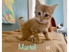 Adopt Martell a Domestic Shorthair / Mixed (short coat) cat in El Dorado