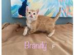 Adopt Brandy a Domestic Shorthair / Mixed (short coat) cat in El Dorado
