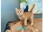 Adopt Gifford a Domestic Shorthair / Mixed (short coat) cat in El Dorado