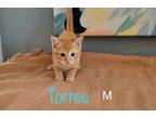 Adopt Torres a Domestic Shorthair / Mixed (short coat) cat in El Dorado