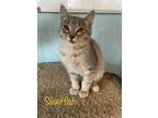Adopt Silverfish a Domestic Shorthair / Mixed (short coat) cat in El Dorado