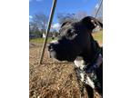 Adopt Freya a Black - with White Great Dane / American Staffordshire Terrier /