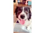 Adopt Miles and lola a Black - with White Border Collie / Corgi / Mixed dog in