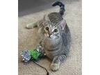 Adopt Branson a Gray, Blue or Silver Tabby Domestic Shorthair (short coat) cat