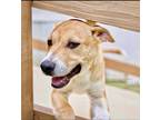 Adopt Stan a Tan/Yellow/Fawn Blue Heeler / German Shepherd Dog / Mixed dog in