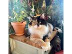 Adopt Asia a Calico or Dilute Calico Domestic Longhair / Mixed (long coat) cat