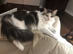 Adopt Mitzi a Black & White or Tuxedo Domestic Longhair / Mixed (long coat) cat