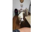 Adopt Jack a White - with Black Great Pyrenees / Mixed dog in Powder Springs