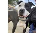 Adopt Tiana a Black American Pit Bull Terrier / Mixed Breed (Medium) / Mixed