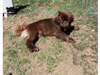 Adopt Hershey a Brown/Chocolate Pekingese / Mixed dog in Portland, ME (41042553)