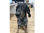 Adopt Blue a Black - with White Bluetick Coonhound / Mixed dog in Severn